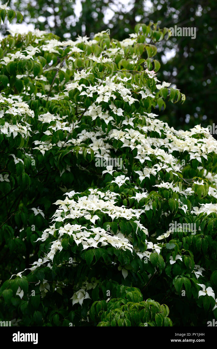 Cornus kousa China Girl, weiß, Deckblatt, Deckblätter, Blumen, Blume