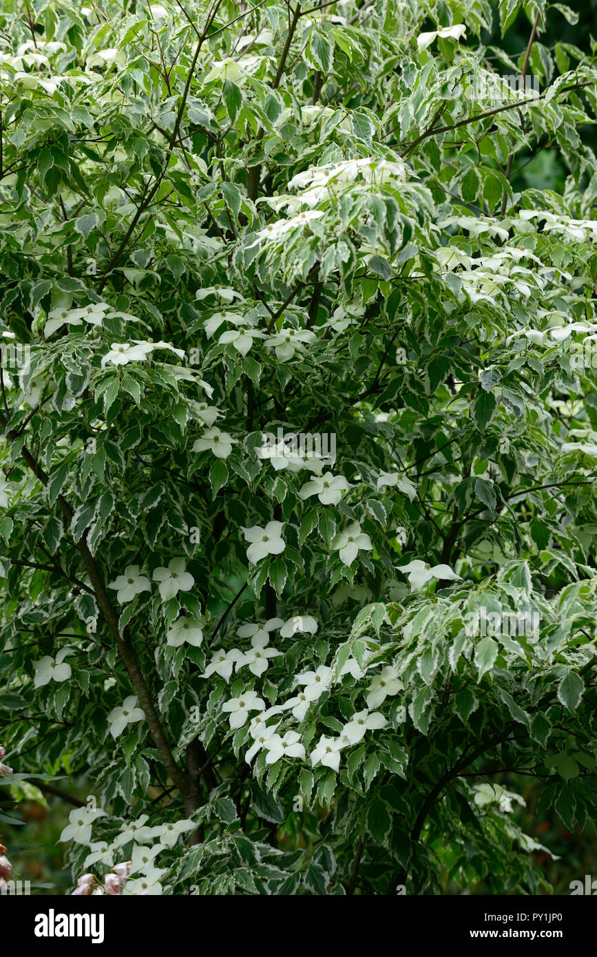 Cornus kousa Wolf Augen, weiß, Deckblatt, Deckblätter, Blumen, Blume, Blüte, Frühling, bunte, Laub, Blätter, Baum, treees, Hartriegel, Hartriegel, Zierpflanzen, Baum, RM F Stockfoto