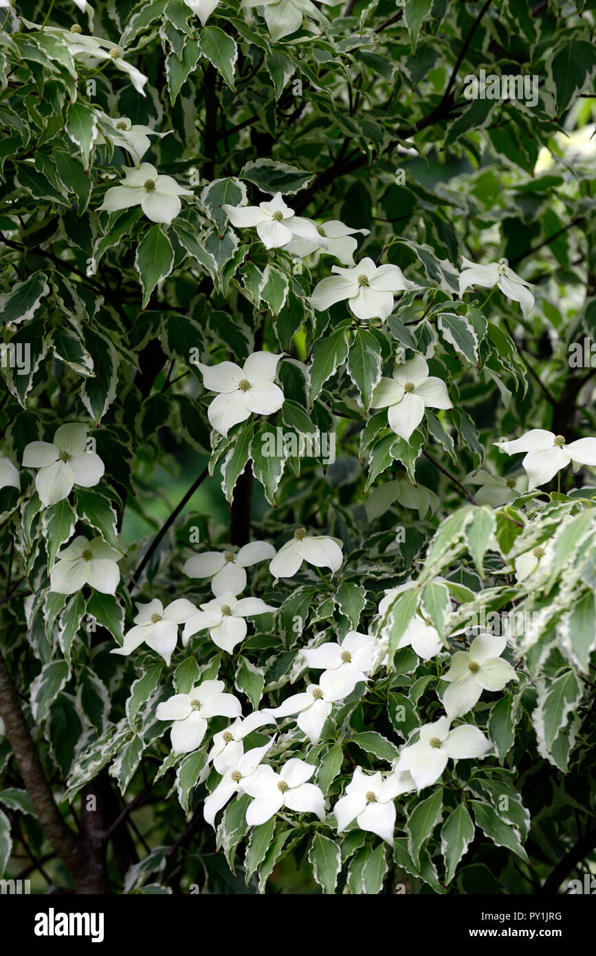 Cornus kousa Wolf Augen, weiß, Deckblatt, Deckblätter, Blumen, Blume, Blüte, Frühling, bunte, Laub, Blätter, Baum, treees, Hartriegel, Hartriegel, Zierpflanzen, Baum, RM F Stockfoto