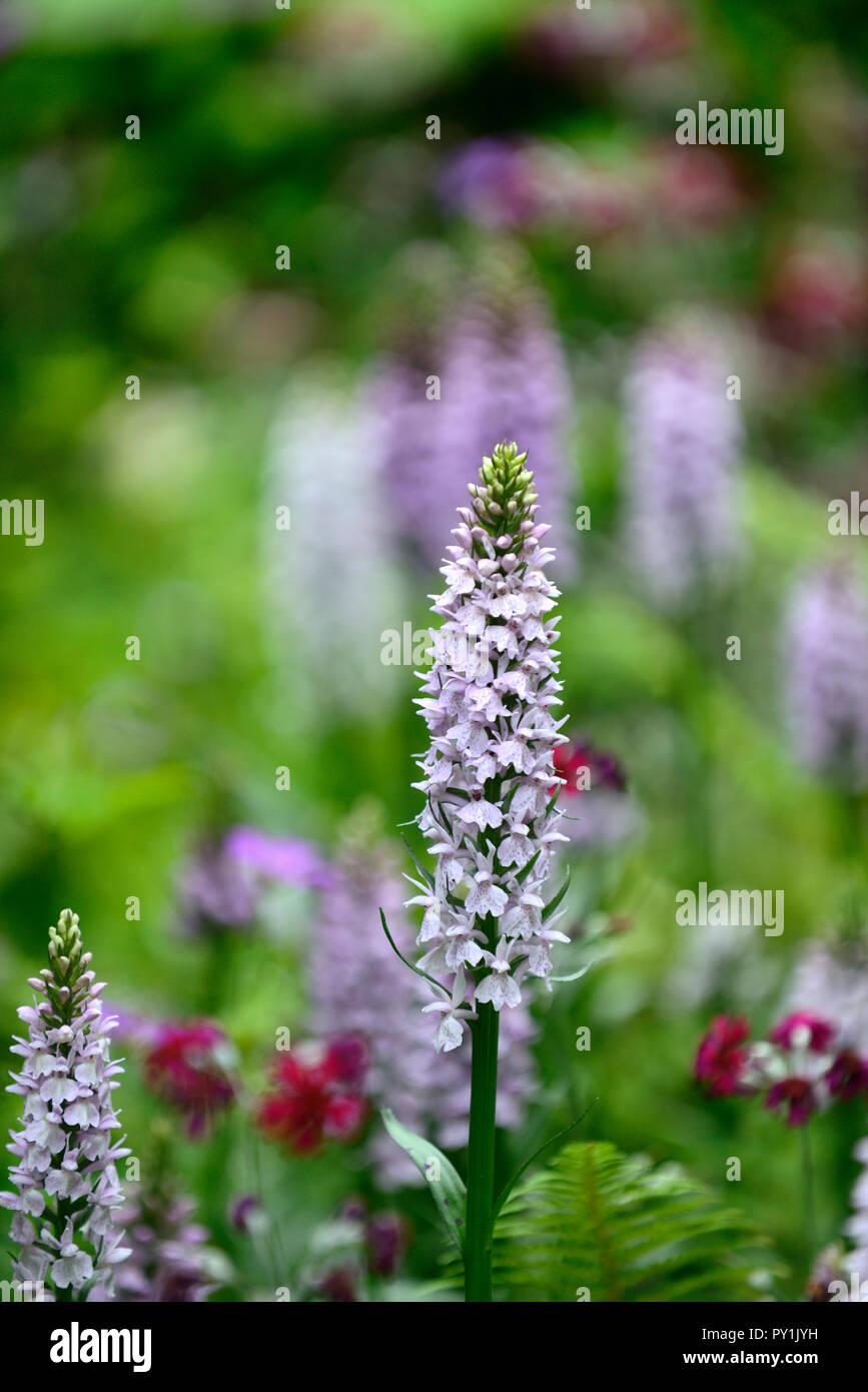 Dactylorhiza fuchsii, gemeinsame getupft Orchidee, Blüte, Lila, Blüte, Blumen, Marsh Orchideen, RM Floral Stockfoto