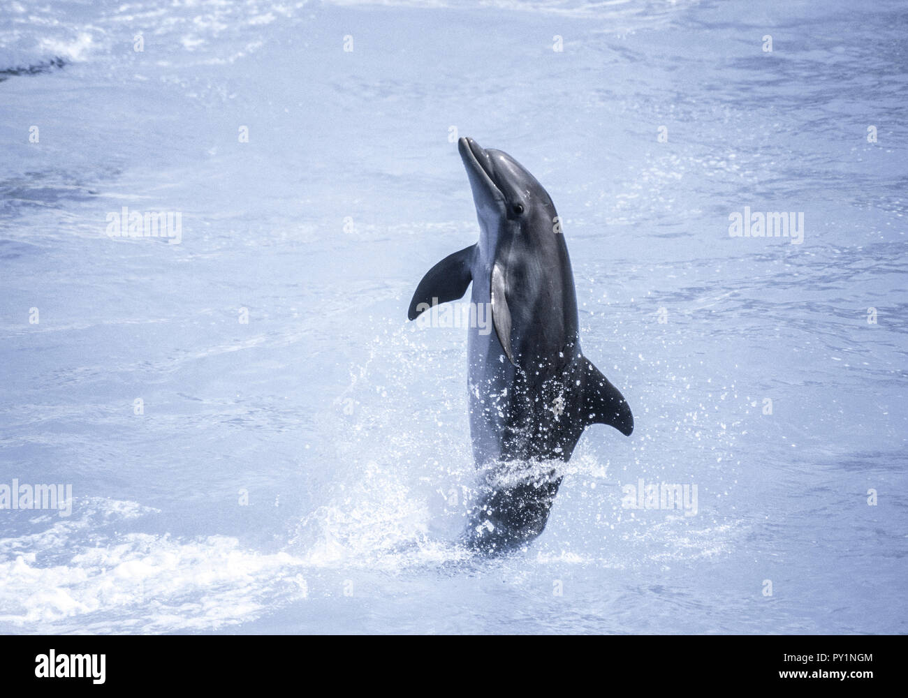 Delfin Bei Delfinshow Stockfoto