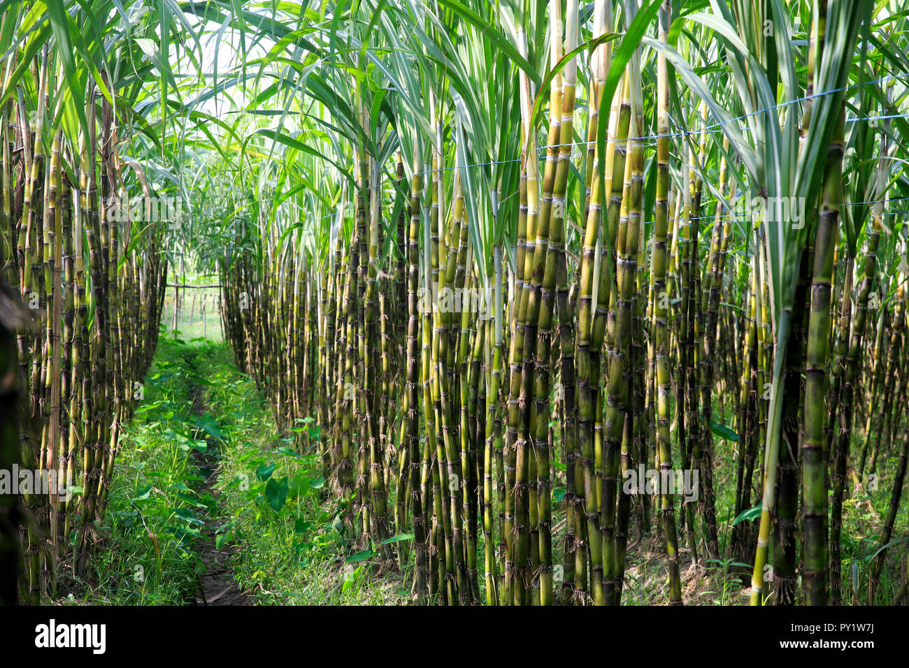 Eine organische Zuckerrohr Feld an Singair in Manikganj, Bangladesch. Stockfoto