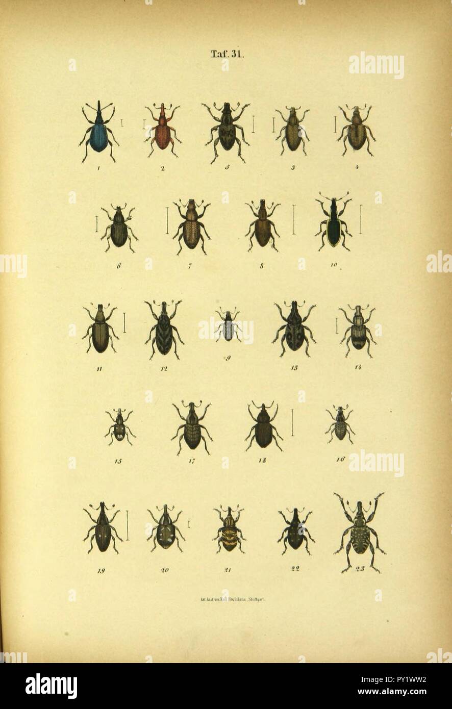 C.G. Calwers Käferbuch Platte (Seite 31) Stockfoto