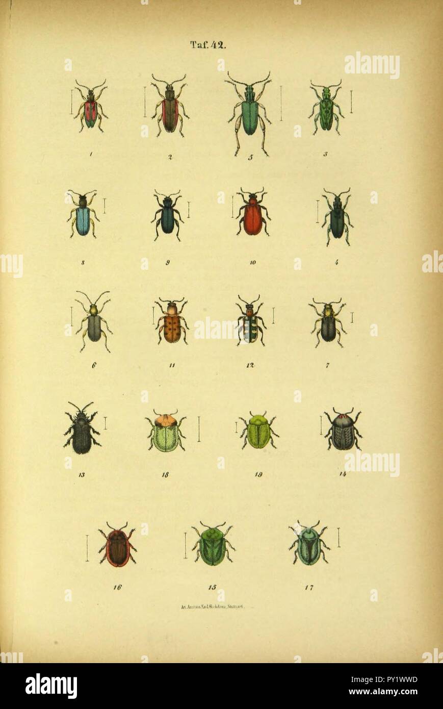 C.G. Calwers Käferbuch Platte (Seite 42) Stockfoto
