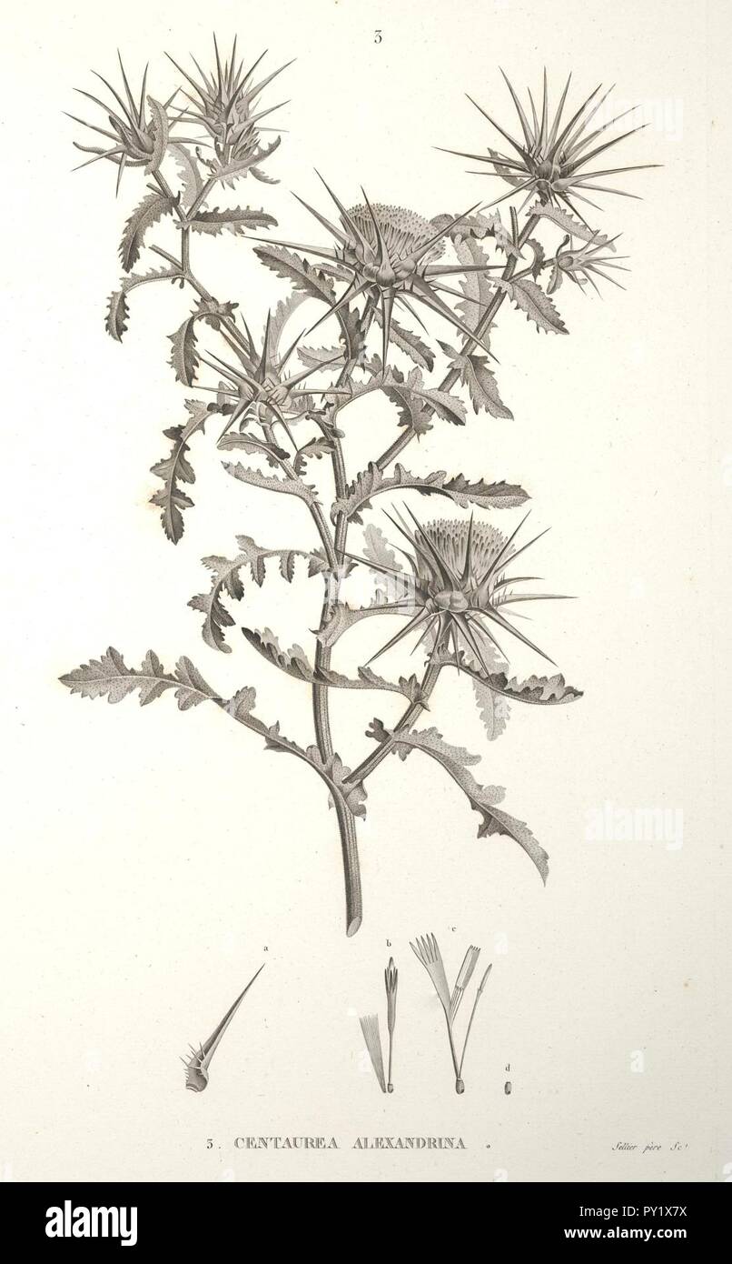 C. Alexandrina-1. Stockfoto