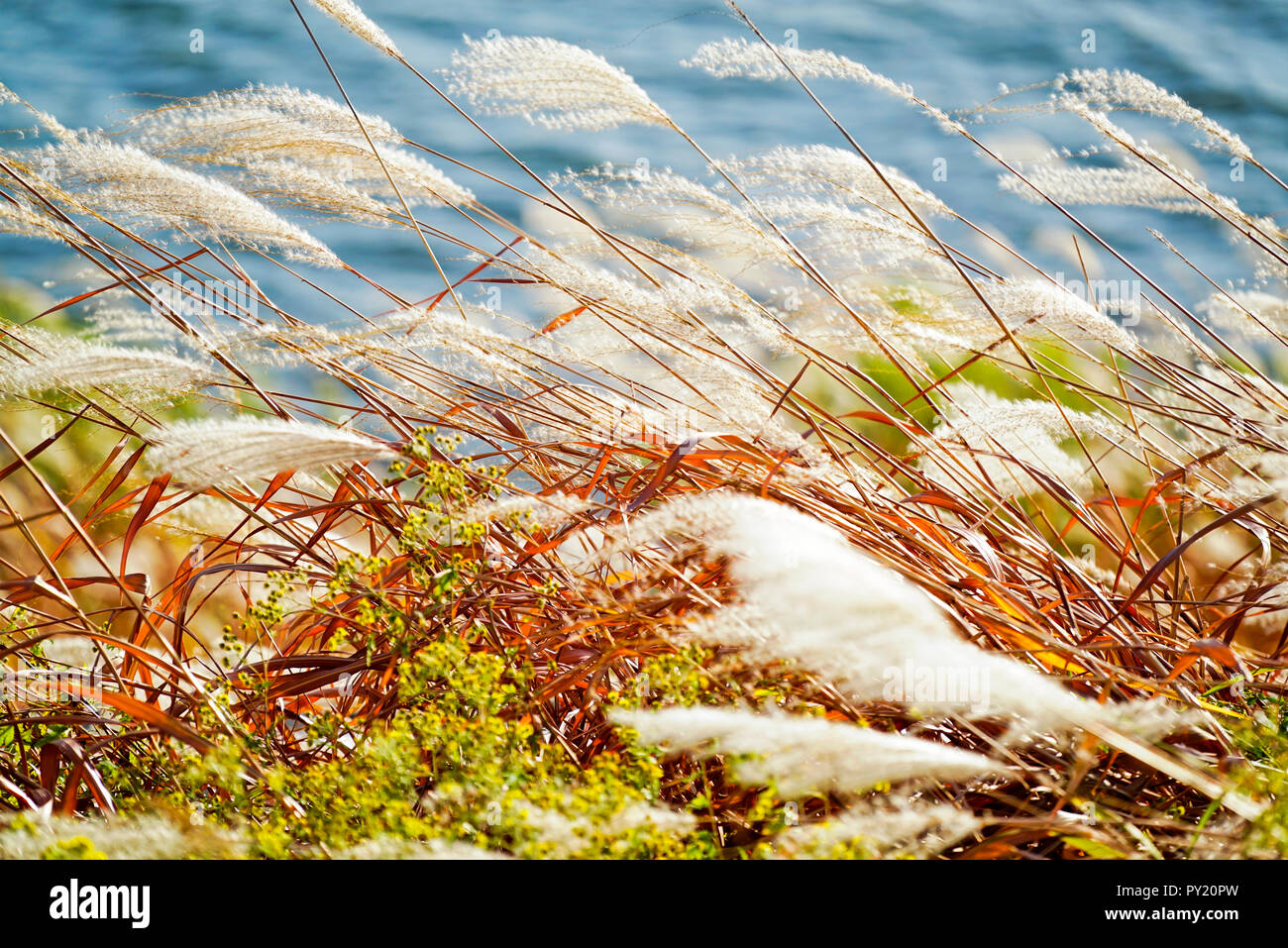 Reed mit dem Wind bewegt, Hangang Fluss, Seoul, Südkorea. Stockfoto