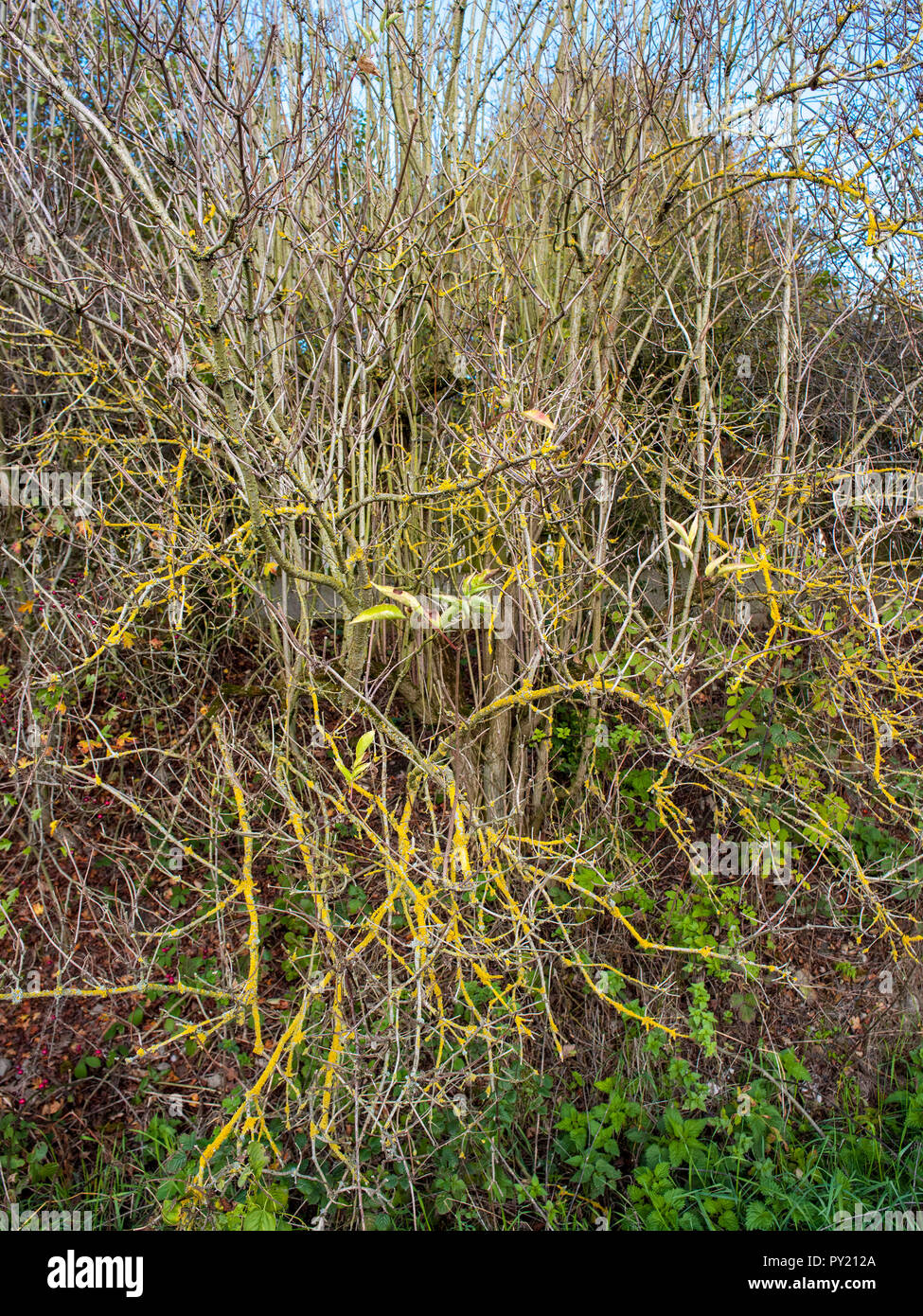 Leuchtend gelbe Fingus, die Sträucher im Herbst, South Yorkshire, England, Großbritannien, Europa Stockfoto