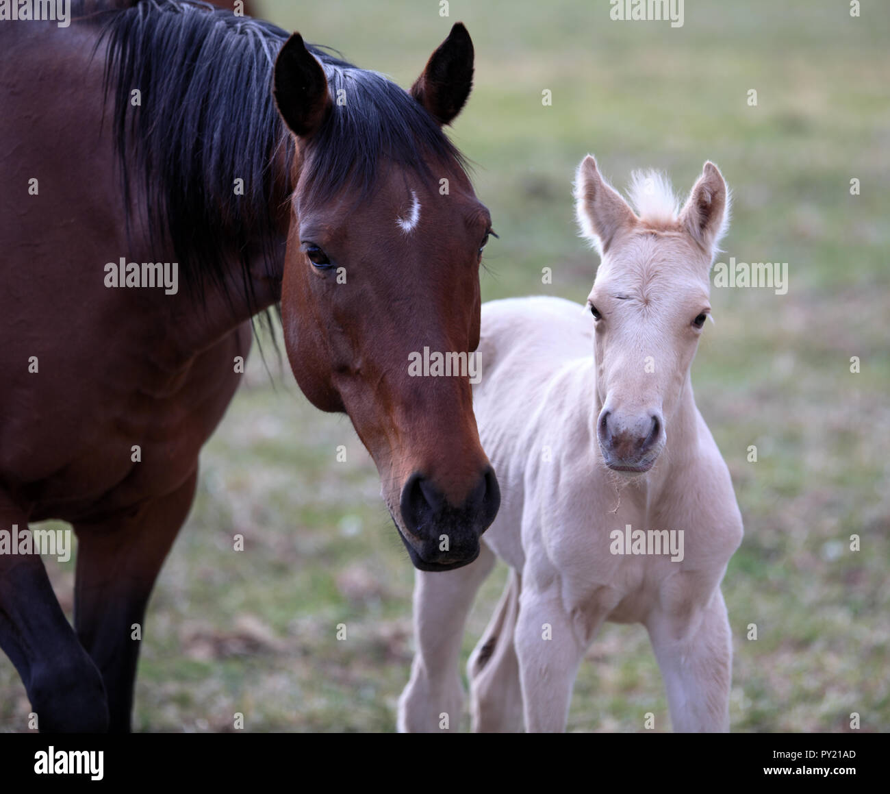 Zwei süße Pferde, Mutter mit ihrem weissen Pony, an der Kamera unten Grand Mesa Nationalpark in Colorado, USA suchen Stockfoto