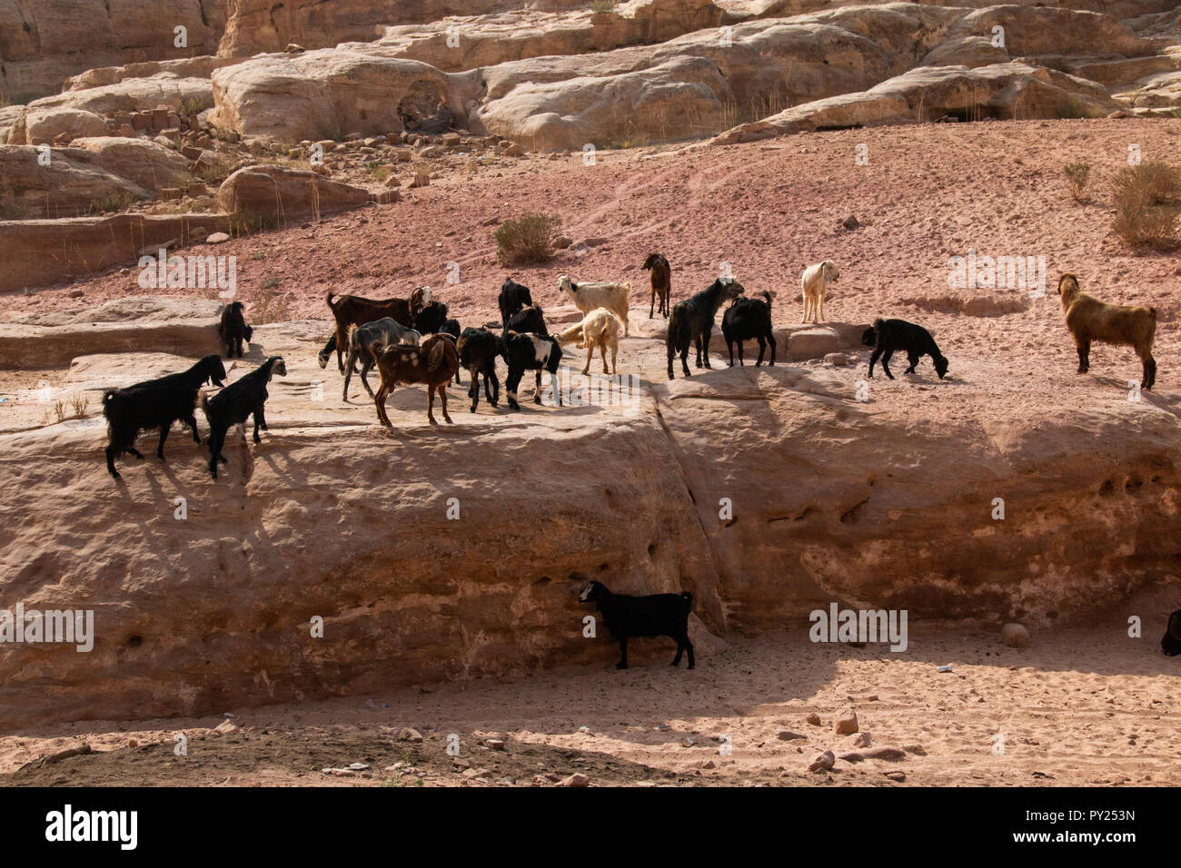Petra, Jordanien - Oktober 19, 2018: Blick von Ziegen in der historischen Felsenstadt Petra in Jordanien. Stockfoto