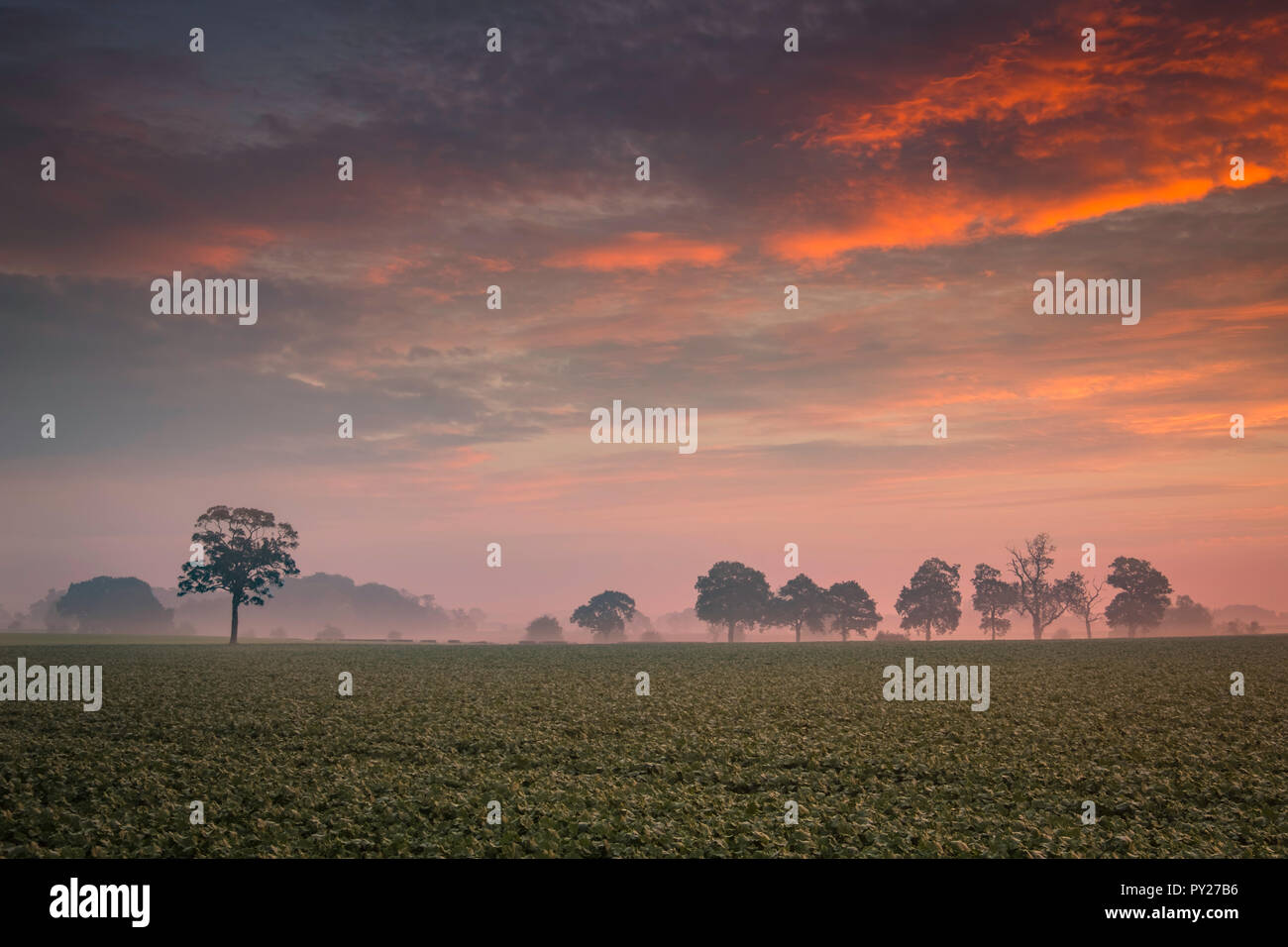 Sonnenaufgang über dem südlichen Staffordshire Ackerland. Stockfoto