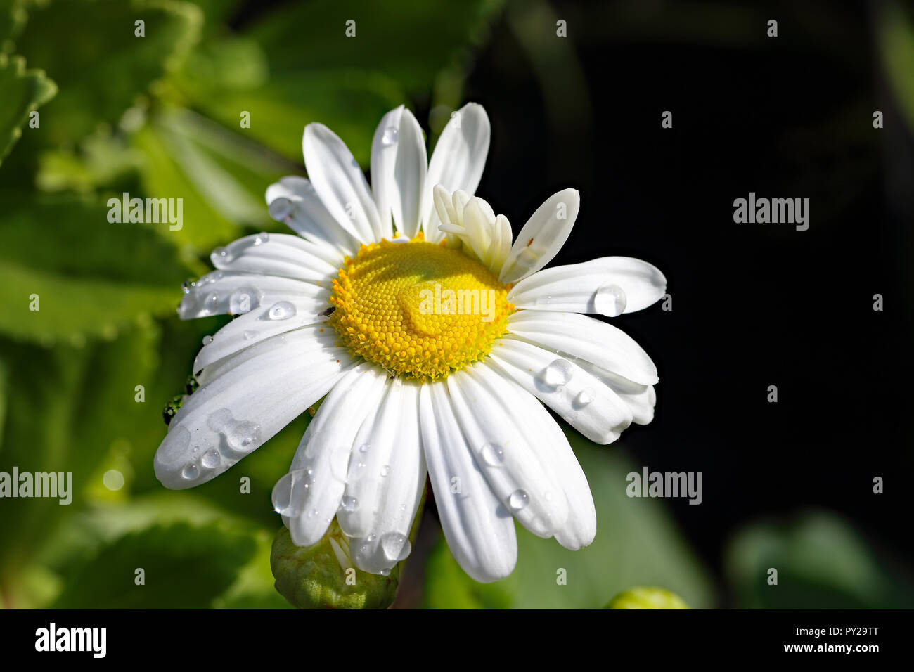 Singular White Daisy Stockfoto