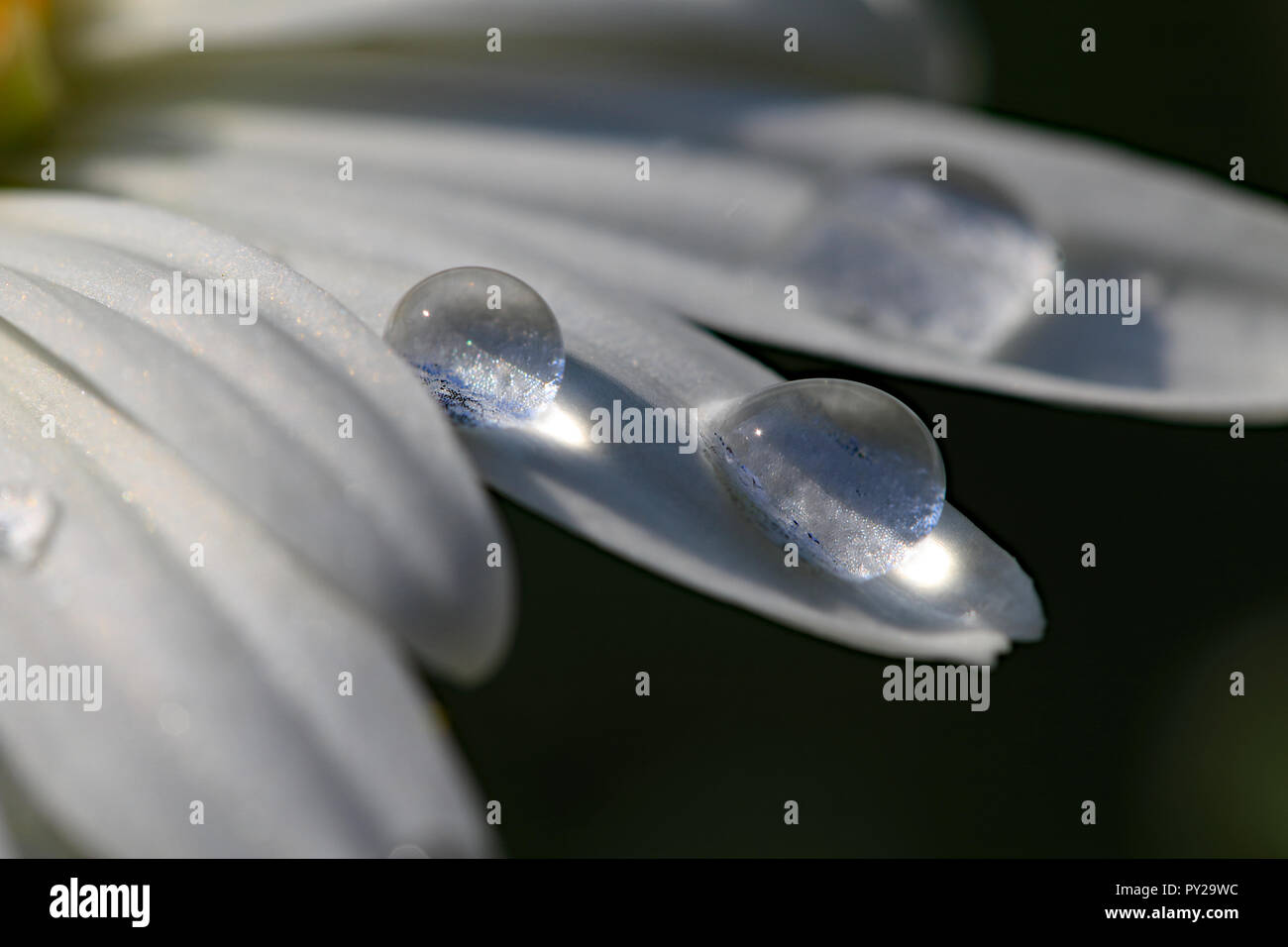 Makro Tröpfchen auf weißem daisy Blütenblätter Stockfoto