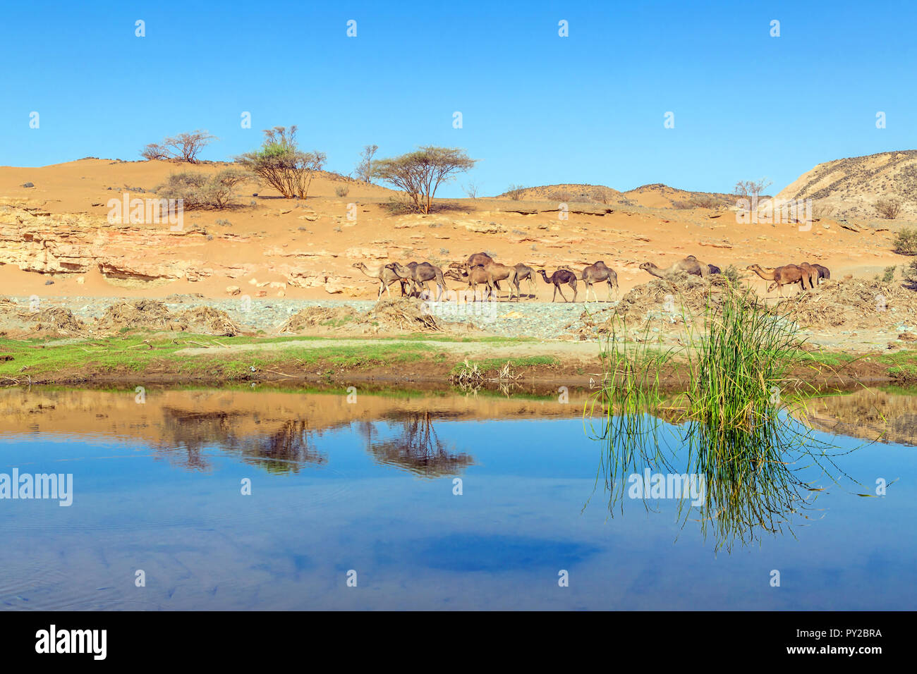 Kamele in der Wüste in der Nähe einer Wasserstelle, Saudi-Arabien Stockfoto