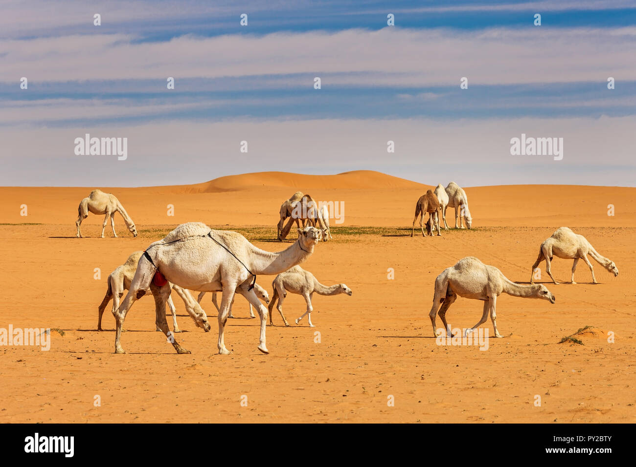 Kamele in der Wüste, Saudi-Arabien Stockfoto