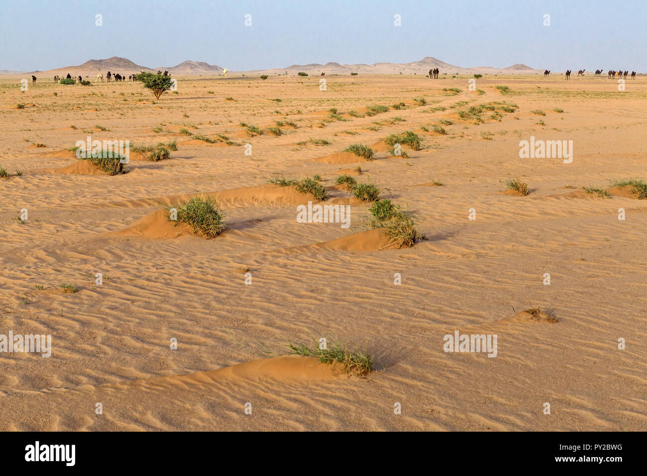 Wüstenlandschaft, Saudi-Arabien Stockfoto