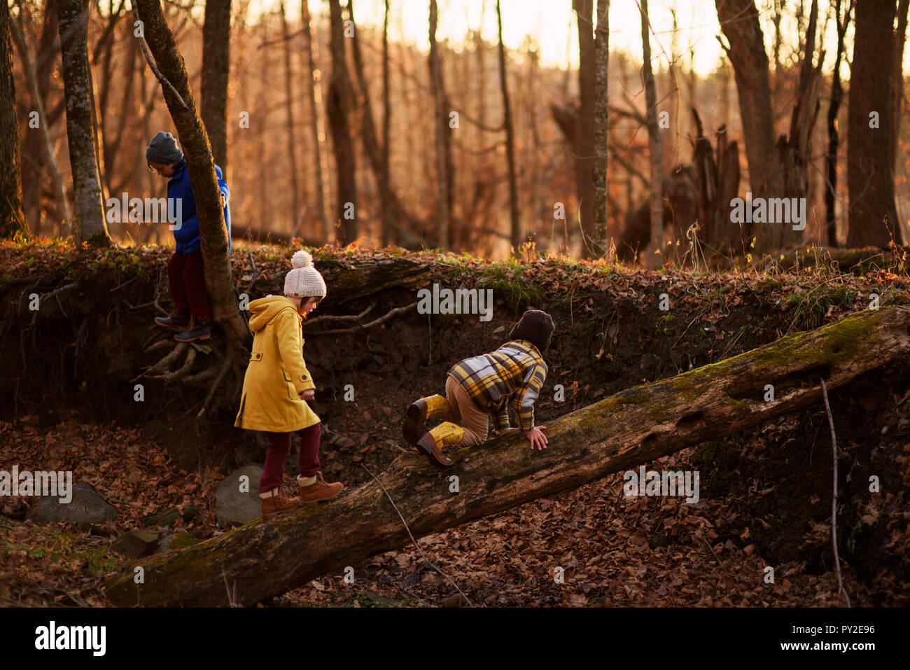Drei Kinder beim Spielen im Wald, United States Stockfoto