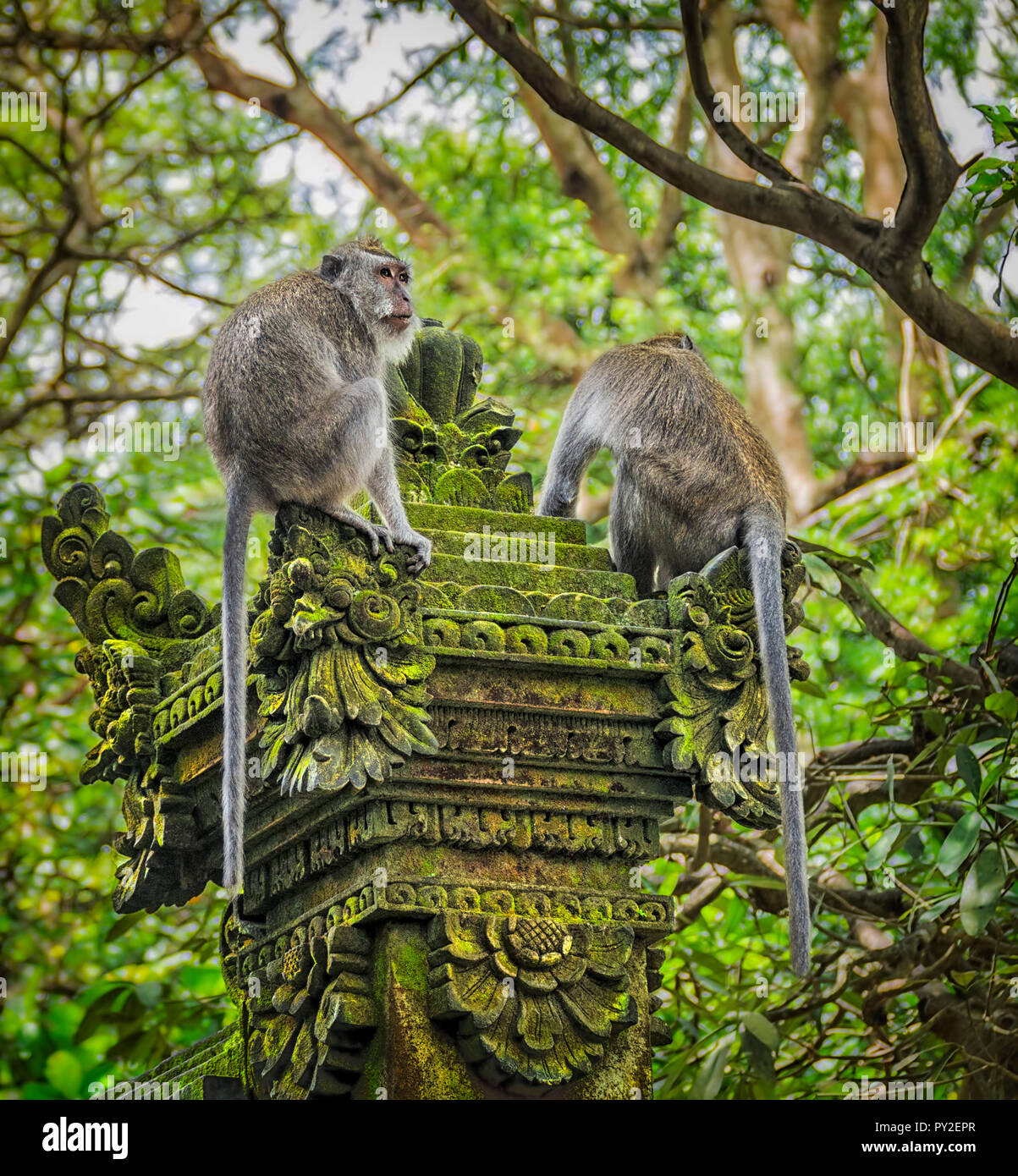 Zwei balinesischen Long-Tailed Affen in der Angst Affenwaldstation, Ubud, Bali, Indonesien Stockfoto