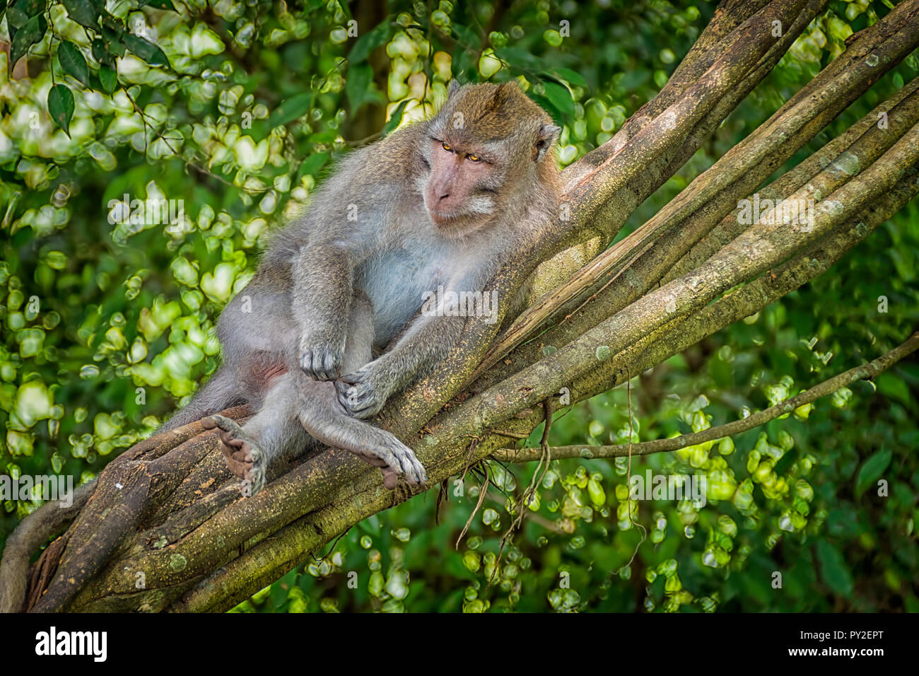 Eine balinesische Long-tailed Affe in einem Baum in der Angst Affenwaldstation, Ubud, Bali, Indonesien sitzen Stockfoto