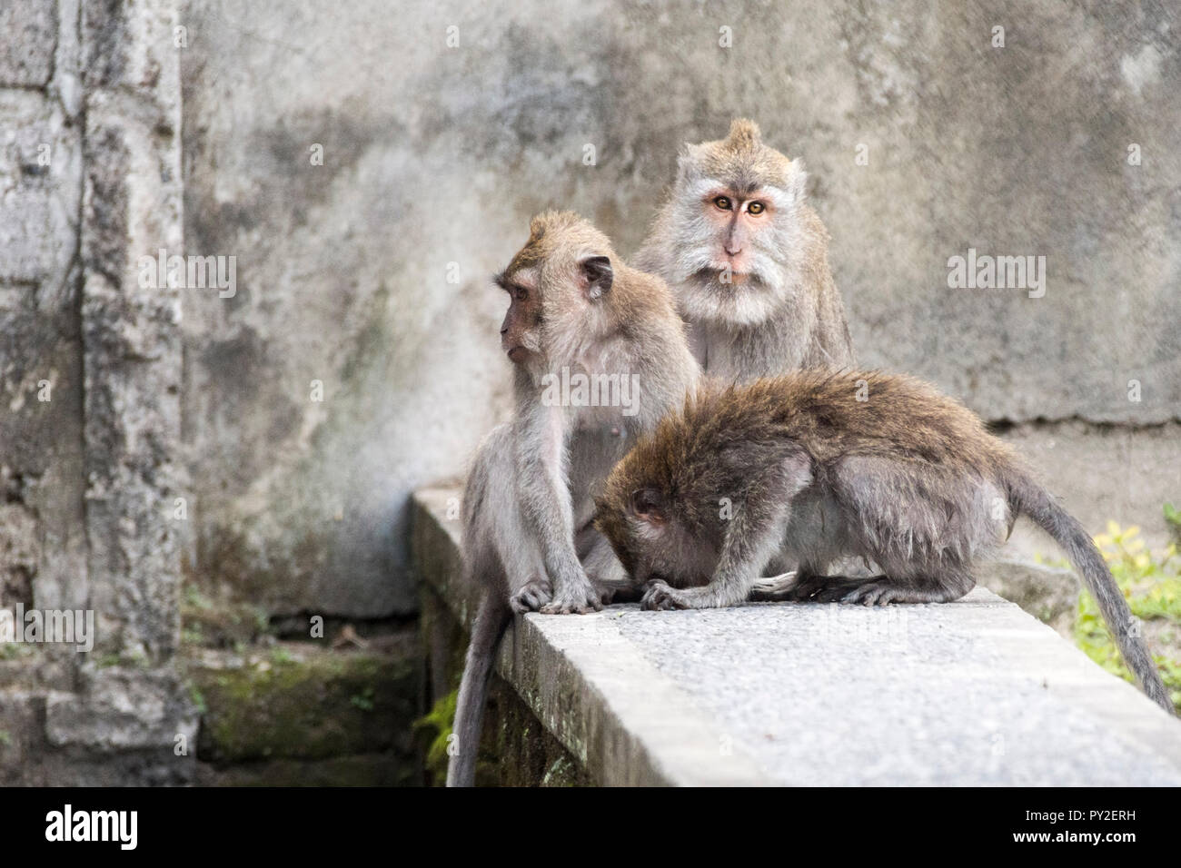 Drei balinesische Long-tailed Affen im Wald, Ubud, Bali, Indonesien Stockfoto