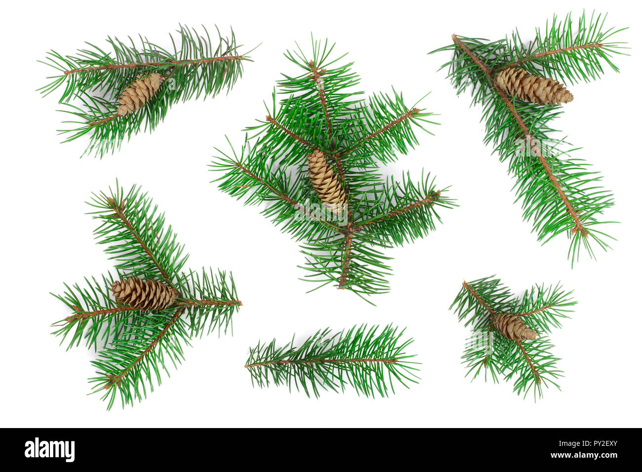 Fir Tree Branch mit Kegeln auf weißem Hintergrund. Weihnachten Hintergrund. Ansicht von oben. Stockfoto