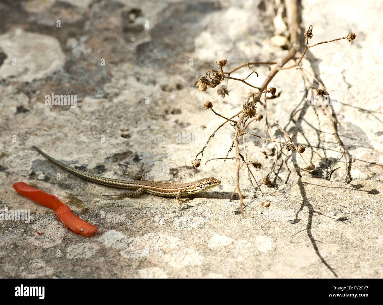 Lebendgebärenden Lizard (Zootoca Vivipara), Valletta, Malta Stockfoto