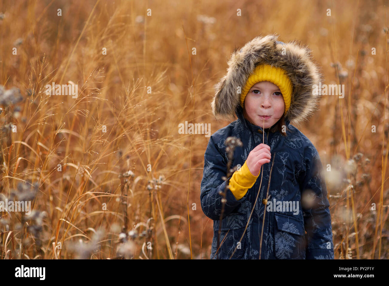 Porträt eines Mädchens in einem Feld kauen ein Stück lange Gras, United States Stockfoto