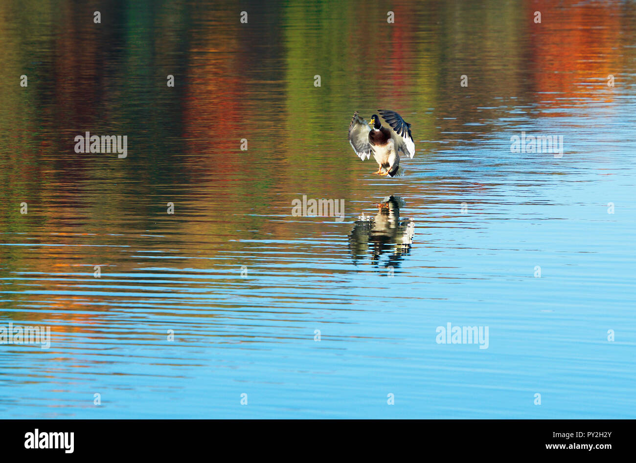 Reflexion einer Ente Landung auf einem See im Herbst, Vilnius, Litauen Stockfoto
