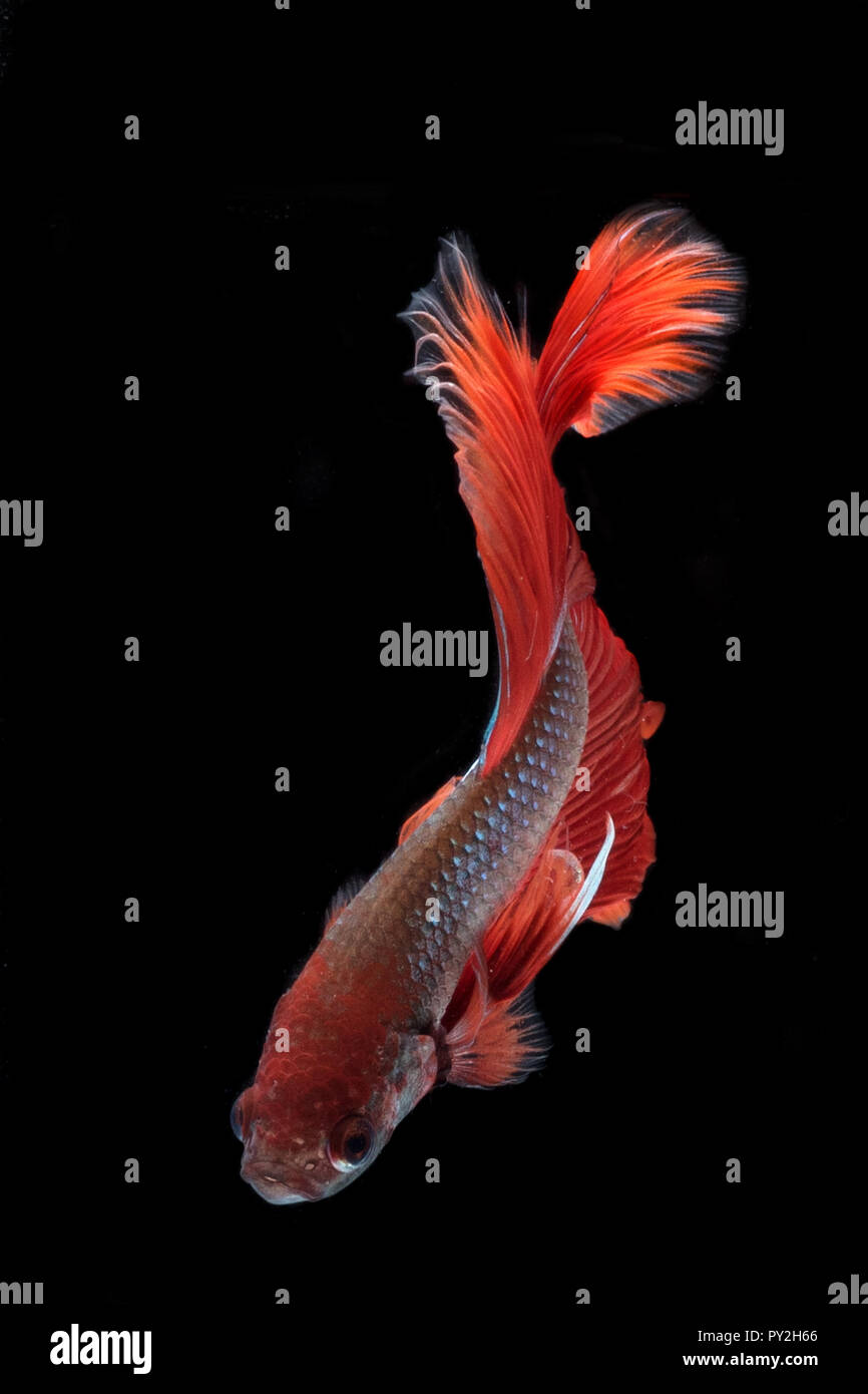 Porträt eines Betta Fisch Stockfoto