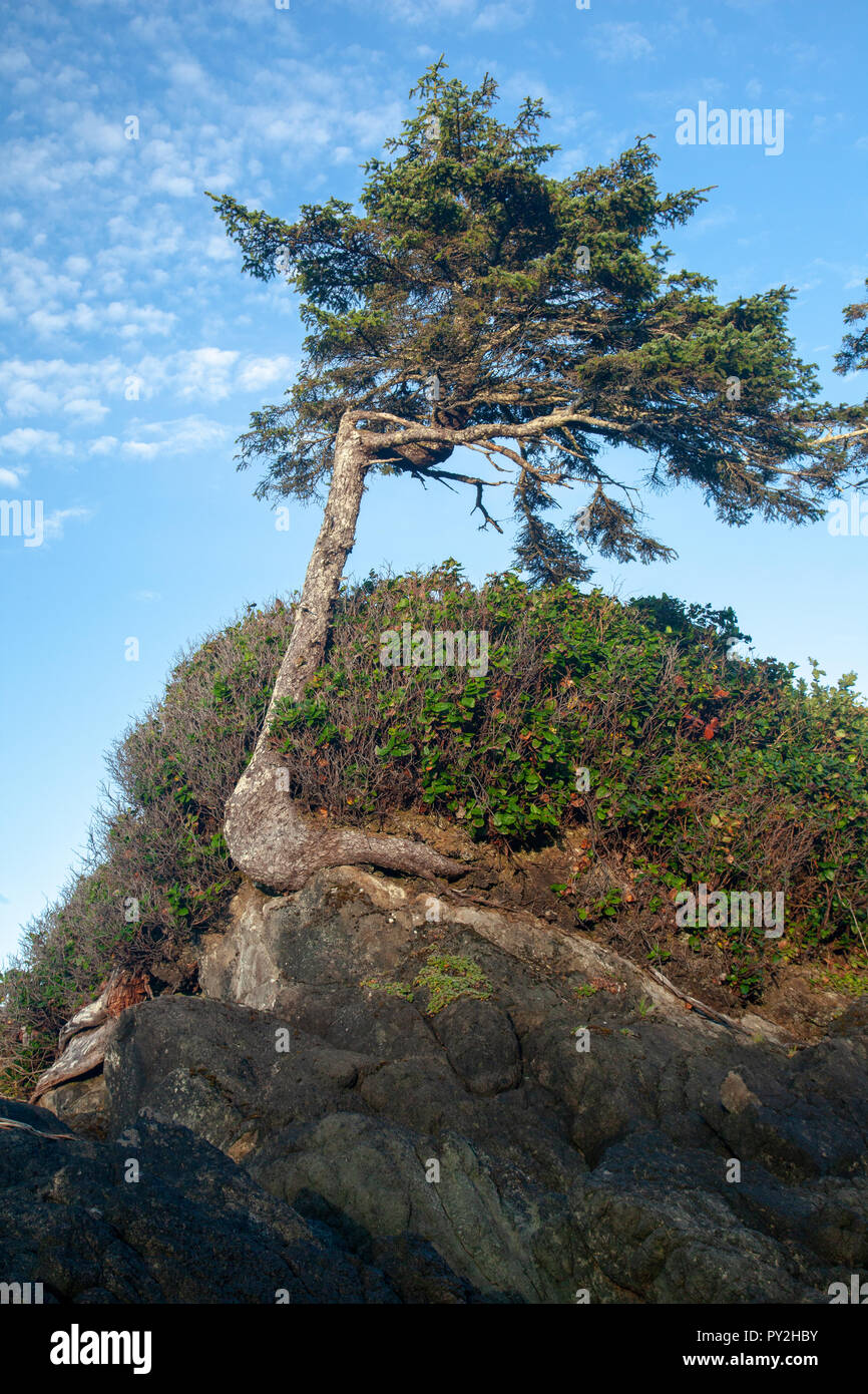 Windswept Baum auf einem Felsen, Kanada Stockfoto