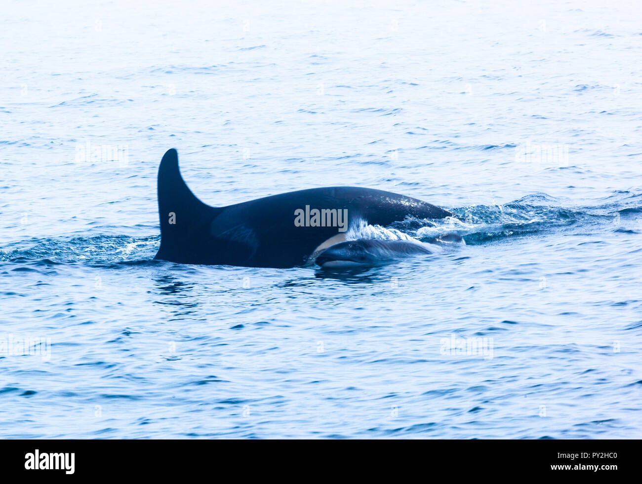 Mutter und Baby Orca Schwimmen im Ozean, Kanada Stockfoto
