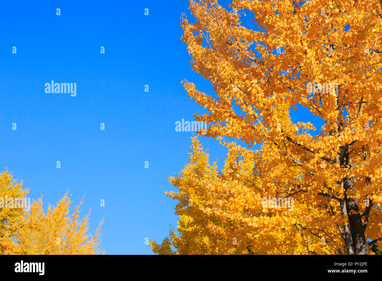 Die herbstlichen Blätter Osaka Castle Park Stockfoto