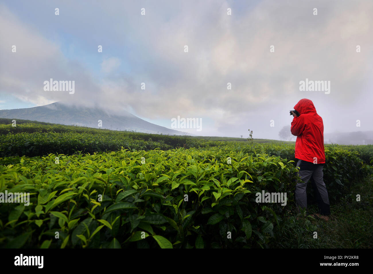 Rückansicht einer Person ein Foto in einer Teeplantage, Indonesien Stockfoto