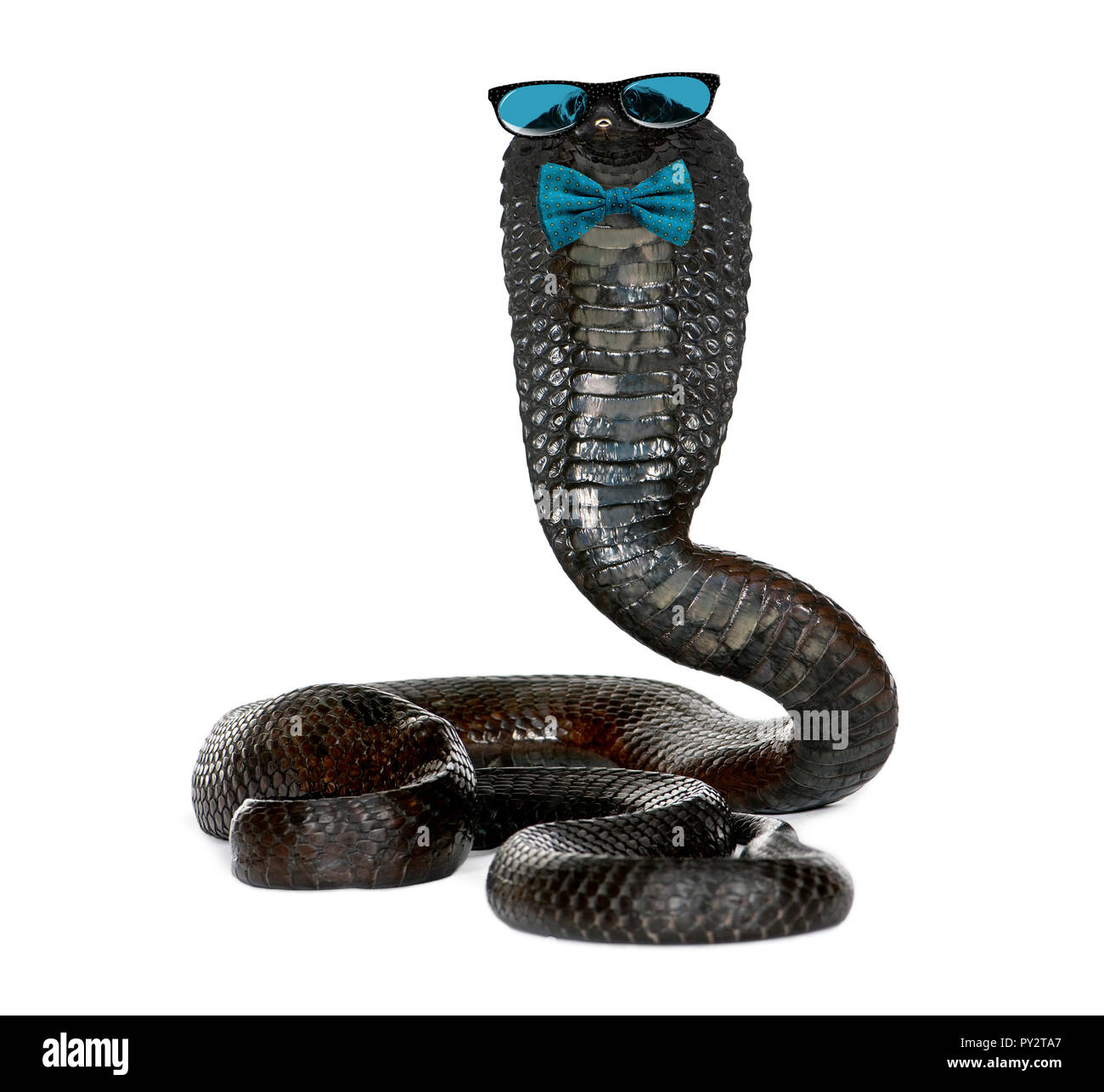 Portrait von Ägyptischen cobra Brille trägt und eine Fliege gegen den weißen Hintergrund Stockfoto