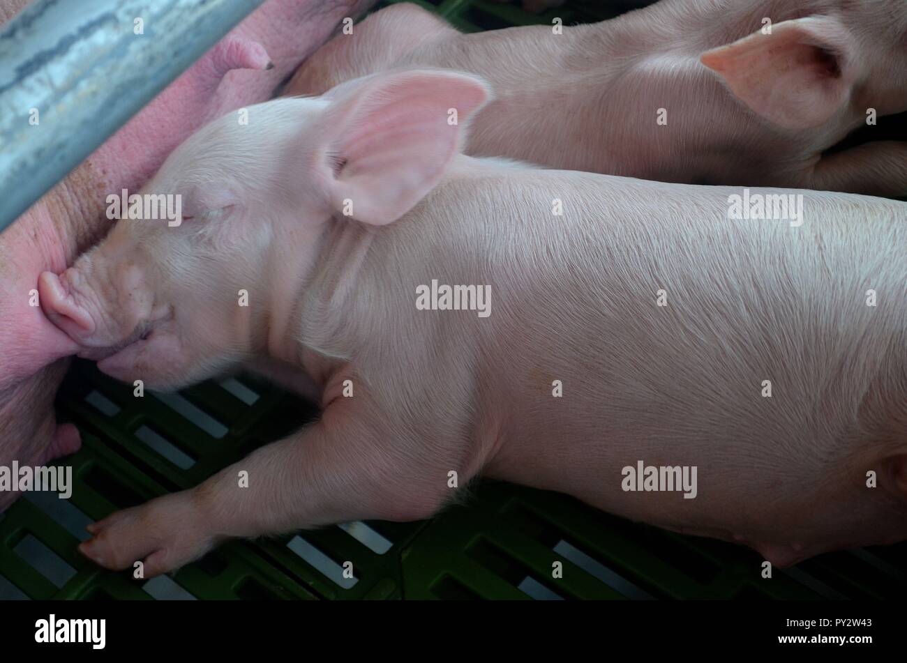 Baby Schwein Einschlafen beim Füttern von seiner Mutter warten darauf, verkauft werden. Stockfoto
