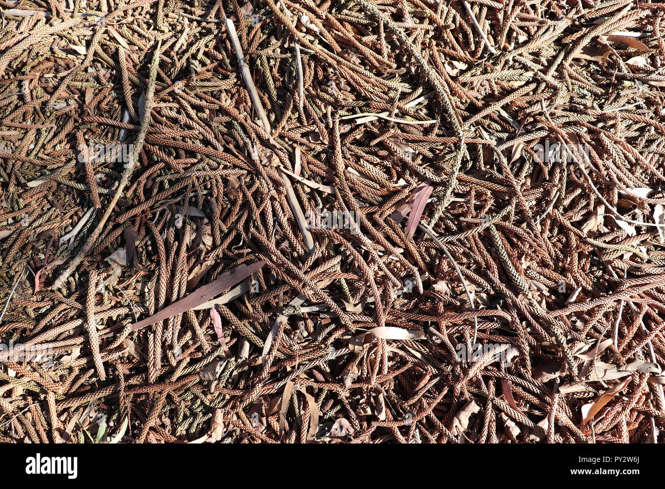 Boden Unordnung Textur aus Gras und Beton, Sand, Sticks und SPerfect Dekoration für Videospiele, Schilder, visuelle Designs und mehr! Stockfoto