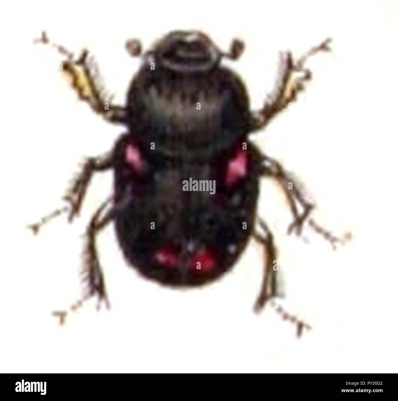 Schreberi Caccobius..-. calwer. 21.10. Stockfoto