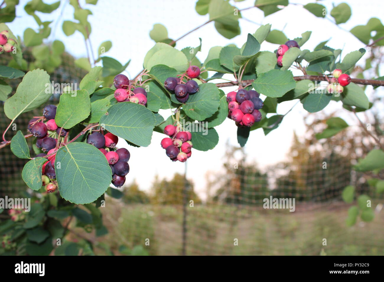 Saskatoon Beeren auf einem Zweig Stockfoto