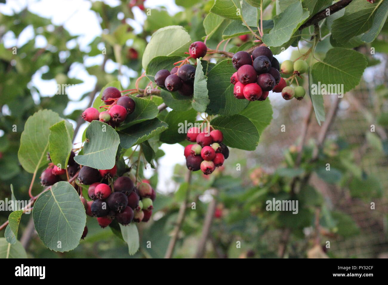 Saskatoon Berry Cluster auf einem Zweig Stockfoto