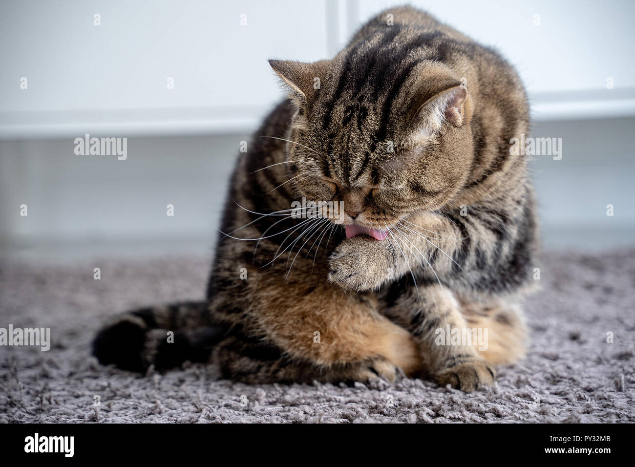 Nette Katze und Katze leckte sich die Pfote mit der Zunge Stockfoto