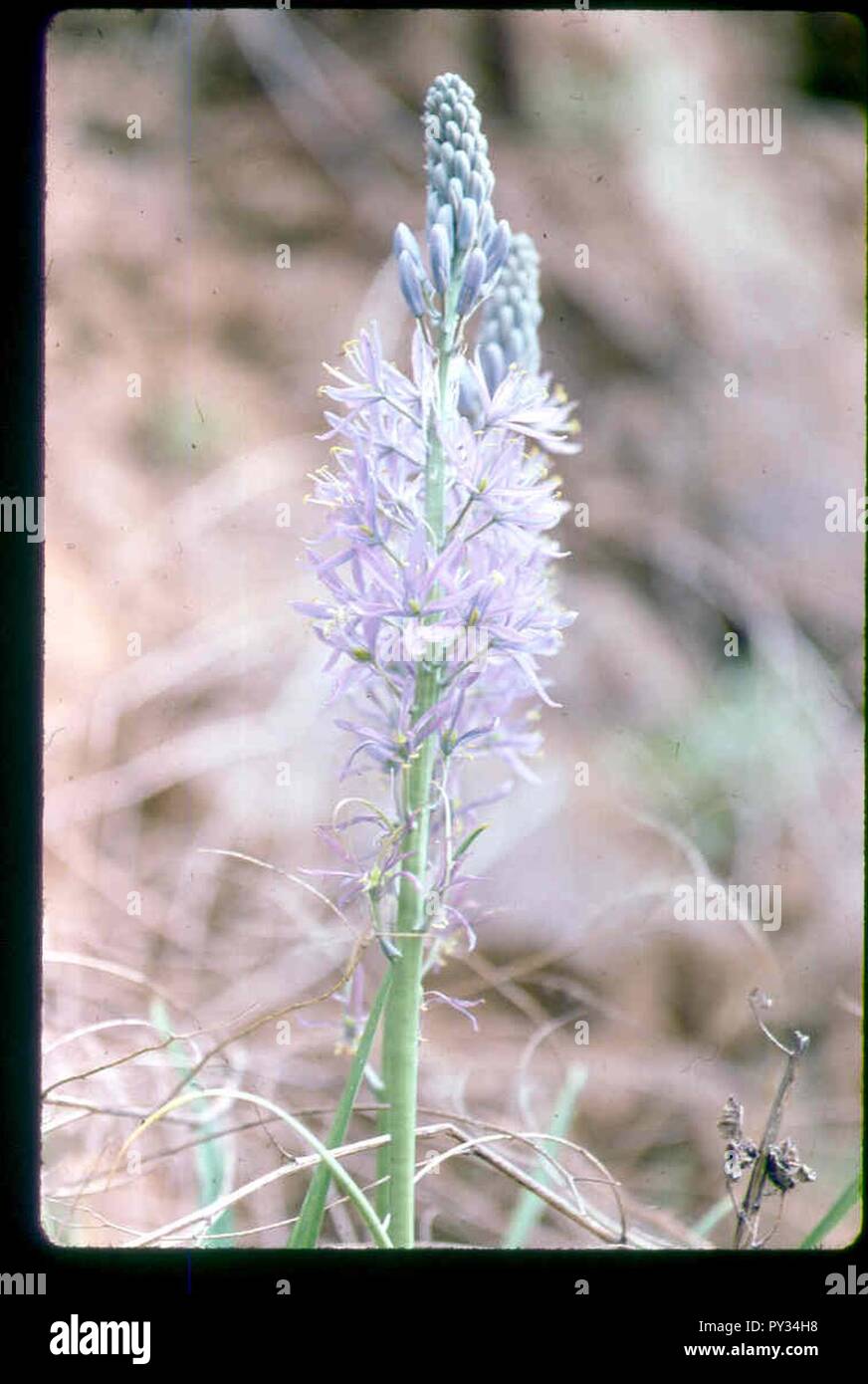 Camassia cusickii Blüte im SW-Idaho. Stockfoto