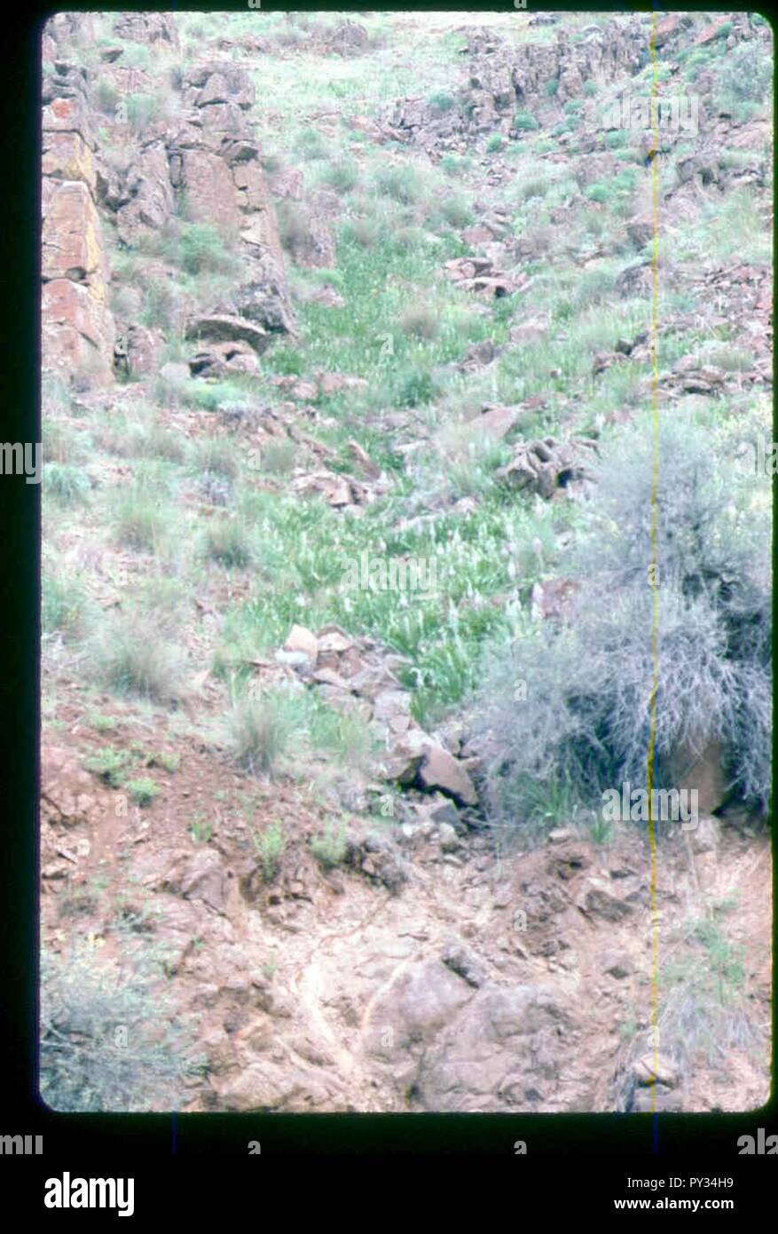 Camassia cusickii Lebensraum in SW Idaho. Stockfoto