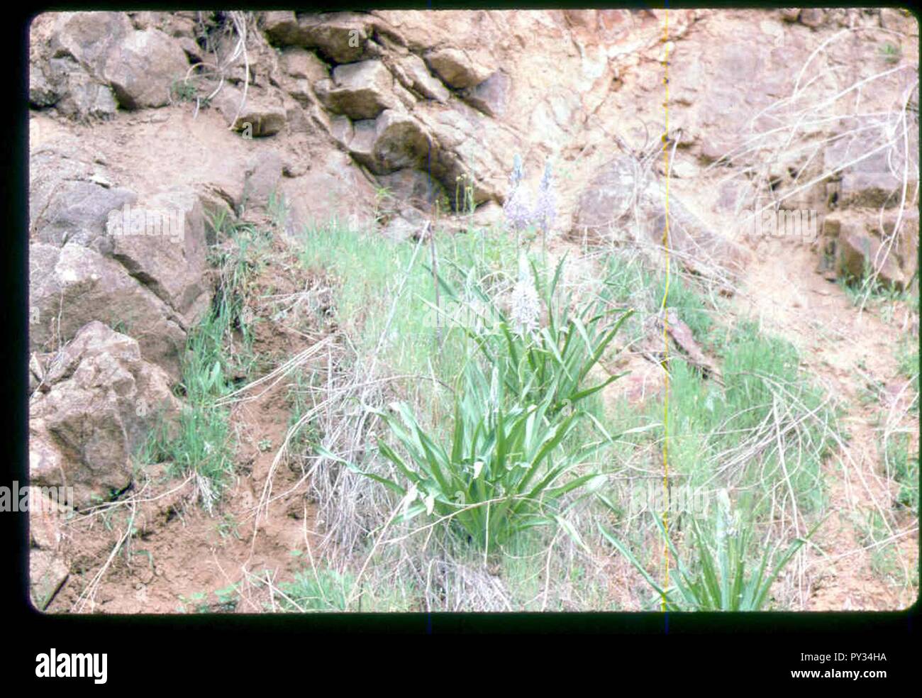 Camassia cusickii Werk in SW Idaho. Stockfoto