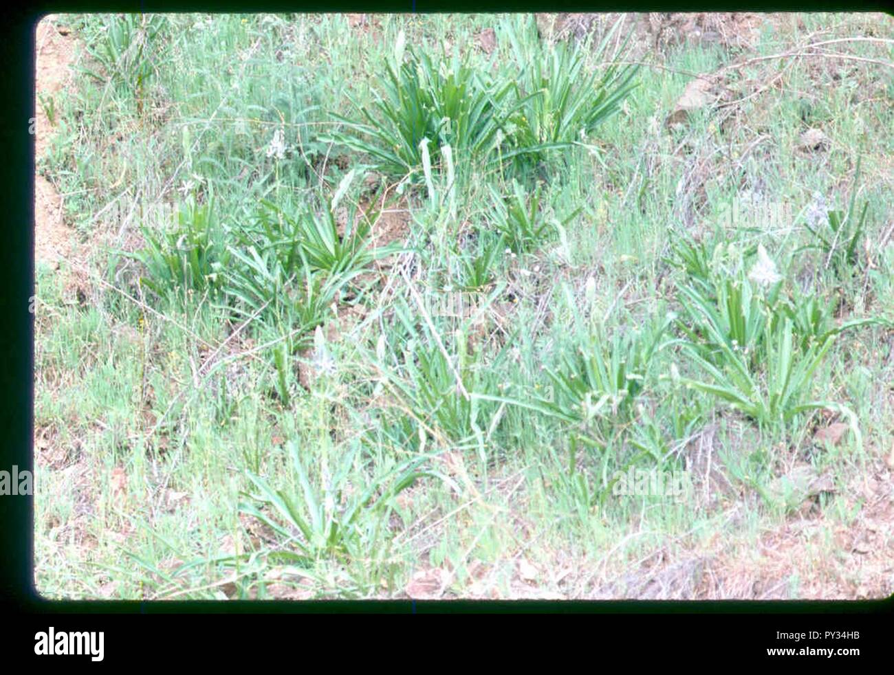 Camassia cusickii Pflanzen in SW Idaho. Stockfoto