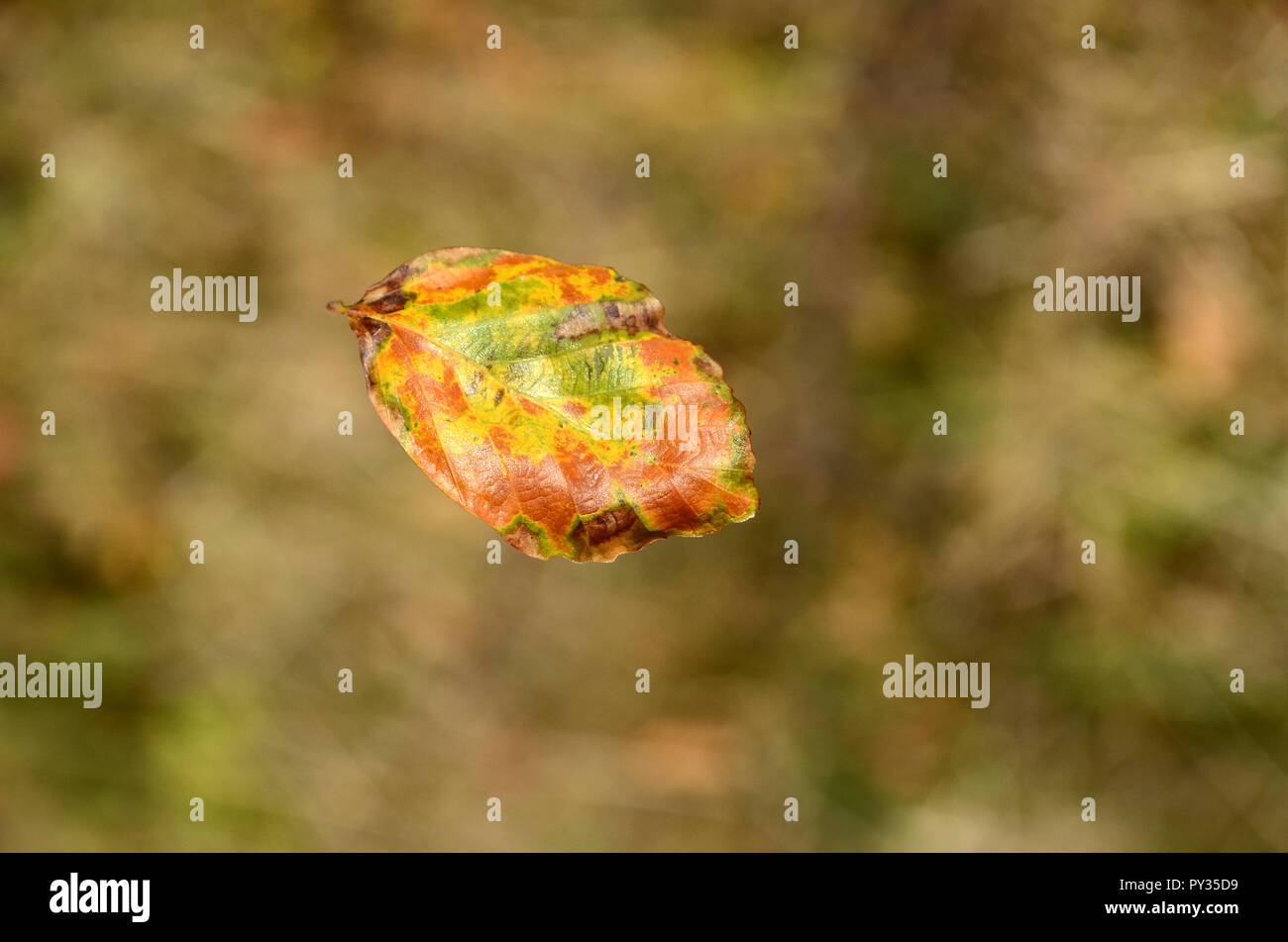 Buche Blatt gefangen in der Luft, wie es vom Baum fällt. Stockfoto