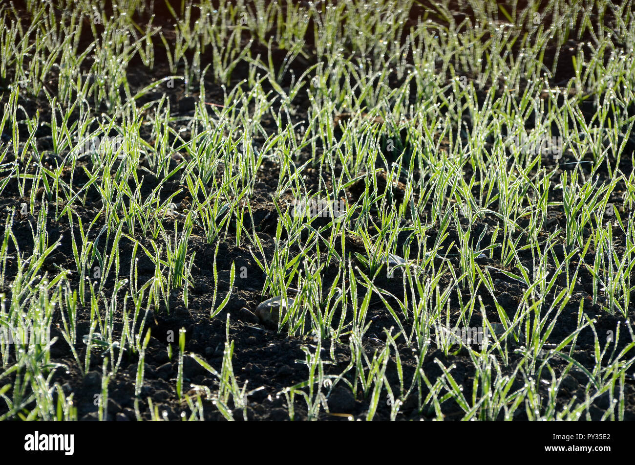 Feld mit frischen Burst die Ernte mit Tau, im Morgen, Hintergrundbeleuchtung gesehen. Stockfoto