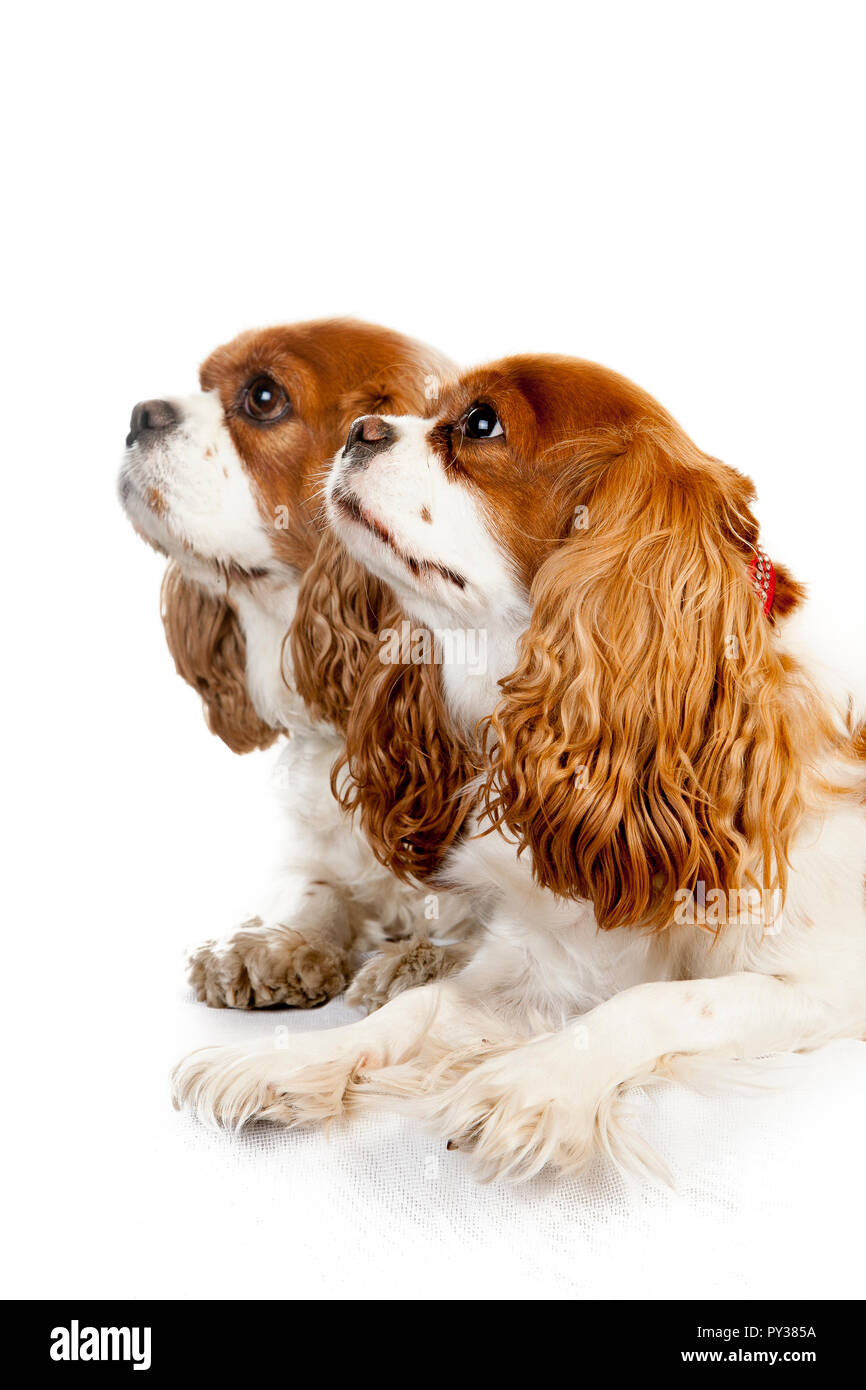 Studio Portrait auf weißem Hintergrund von zwei King Charles Spaniel hunde Stockfoto