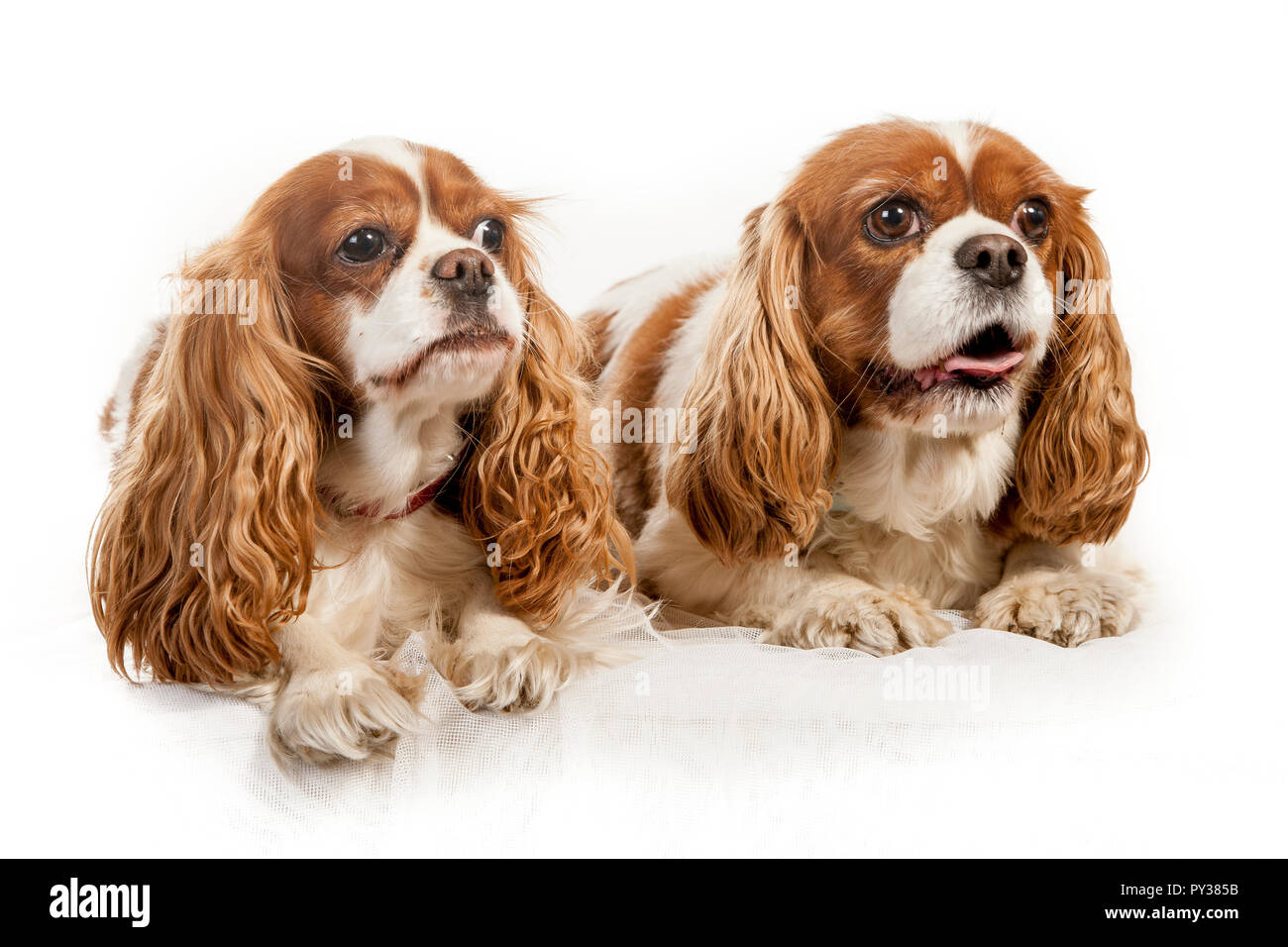Studio Portrait auf weißem Hintergrund von zwei King Charles Spaniel hunde Stockfoto