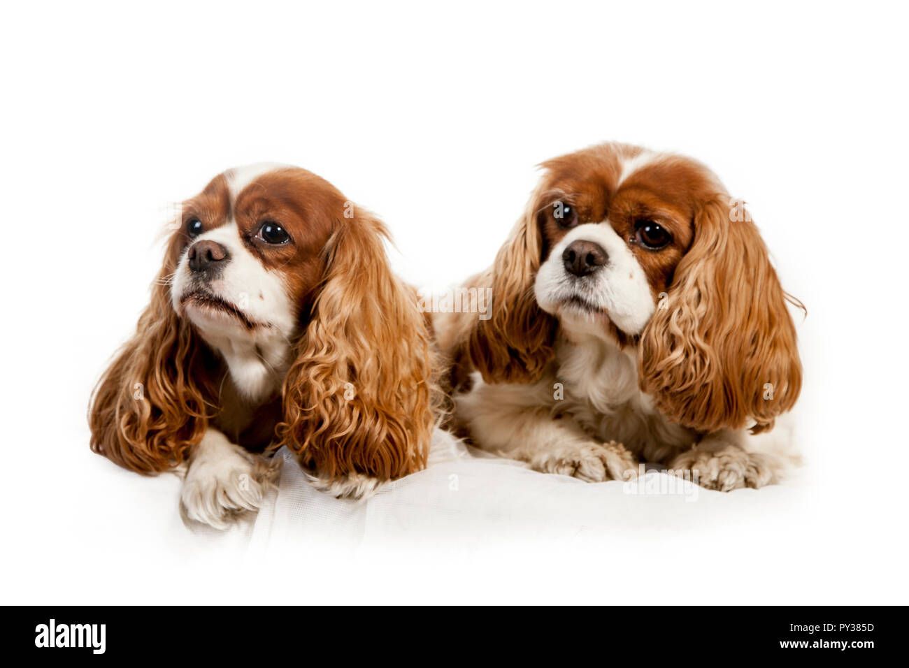 Studio Portrait auf weißem Hintergrund von zwei King Charles Spaniel hunde Stockfoto