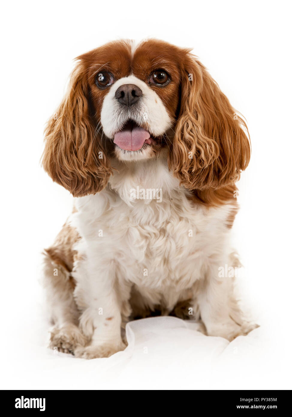 Studio Portrait auf weißem Hintergrund von zwei King Charles Spaniel hunde Stockfoto