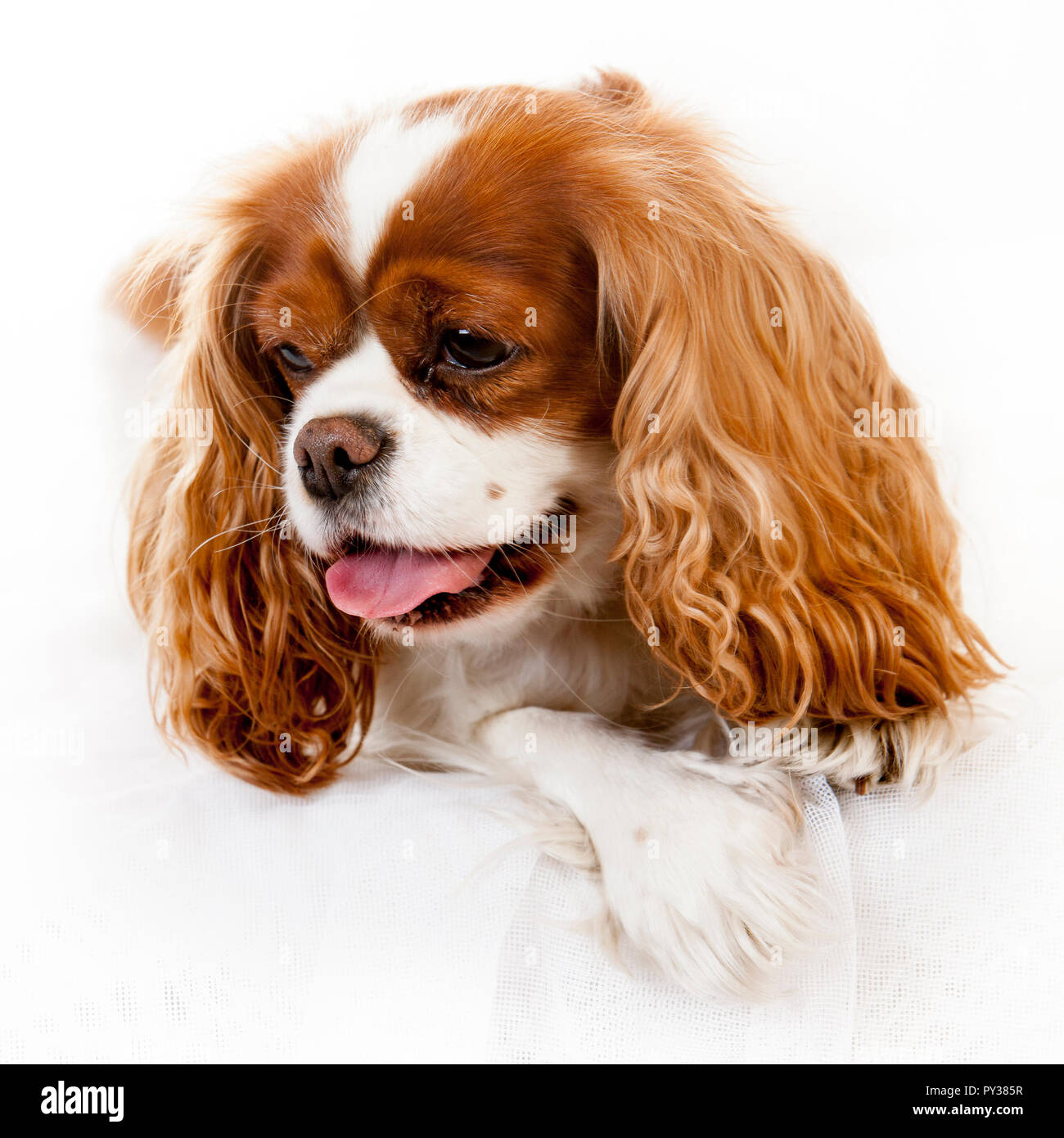 Studio Portrait auf weißem Hintergrund von zwei King Charles Spaniel hunde Stockfoto